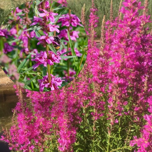 Lythrum salicaria 'Pink Promenade' - Harilik kukesaba 'Pink Promenade'